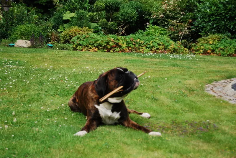 Image from Henry