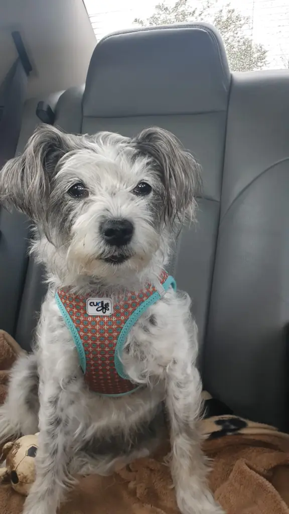 Condolence image of Regina mit Shila im Herzen ❤️ 