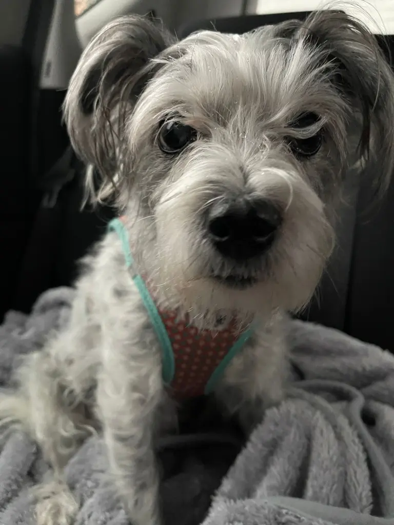 Condolence image of Regina mit Shila im Herzen ❤️ 