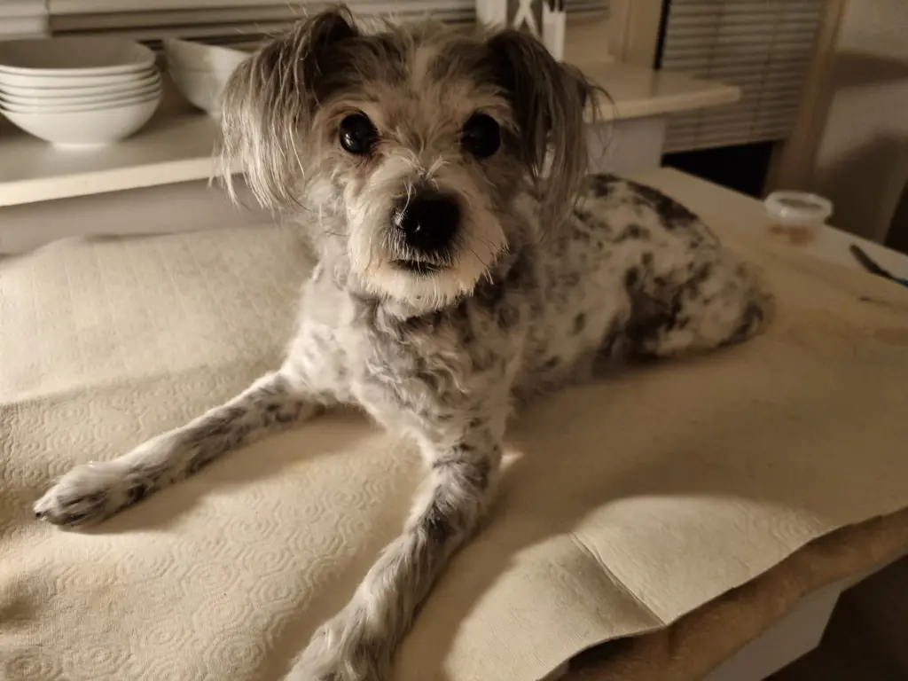 Condolence image of Regina mit Shila im Herzen ❤️ 