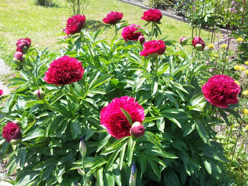Condolence image of Manuela mit Seelenhund Flick