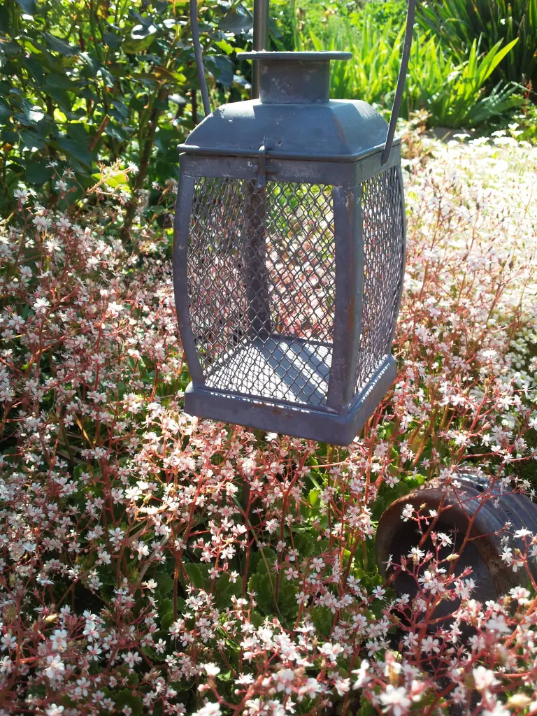 Condolence image of Manuela mit Seelenhund Flick