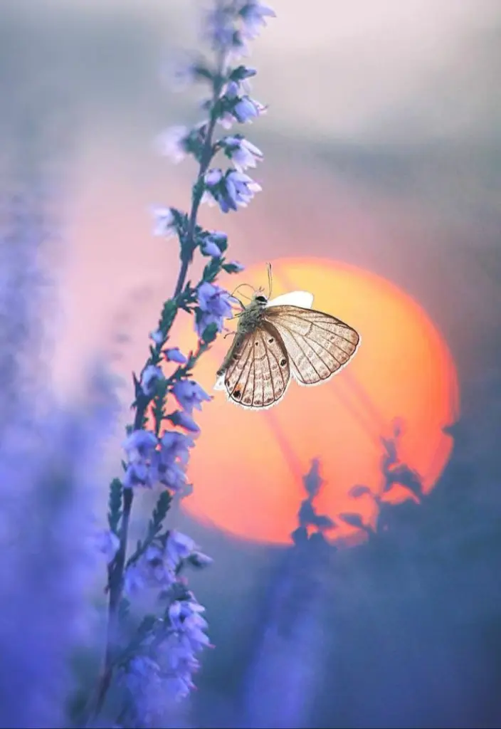 Condolence image of Martina mit Seelenhund Samy ♥️⭐♥️ für immer im Herzen 