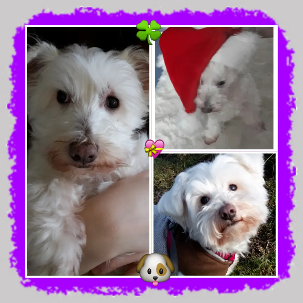 Condolence image of Martina mit Seelenhund Samy ♥️⭐♥️ für immer im Herzen 