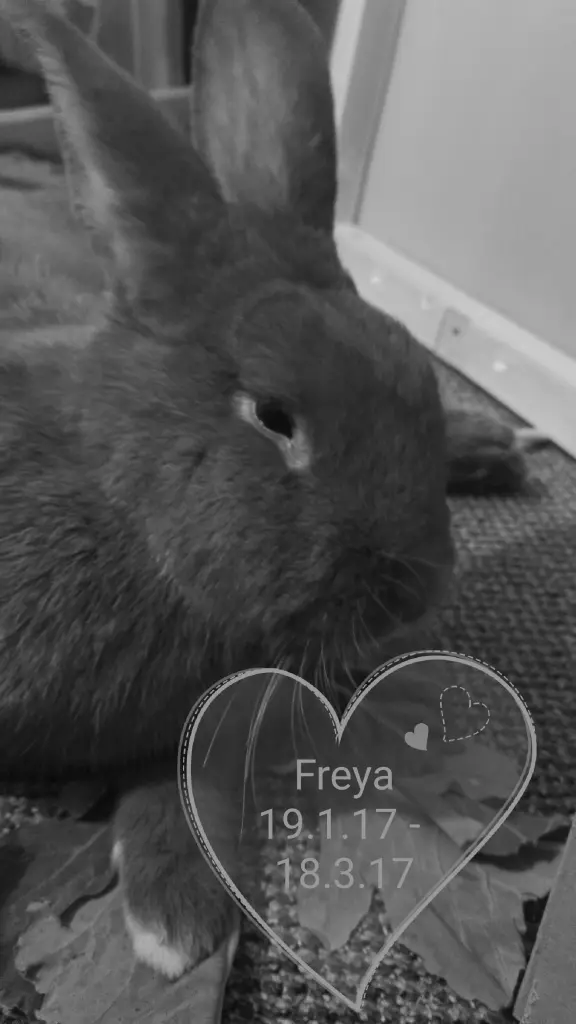 Image from Freya