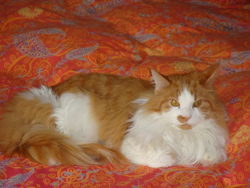Image from Garfield