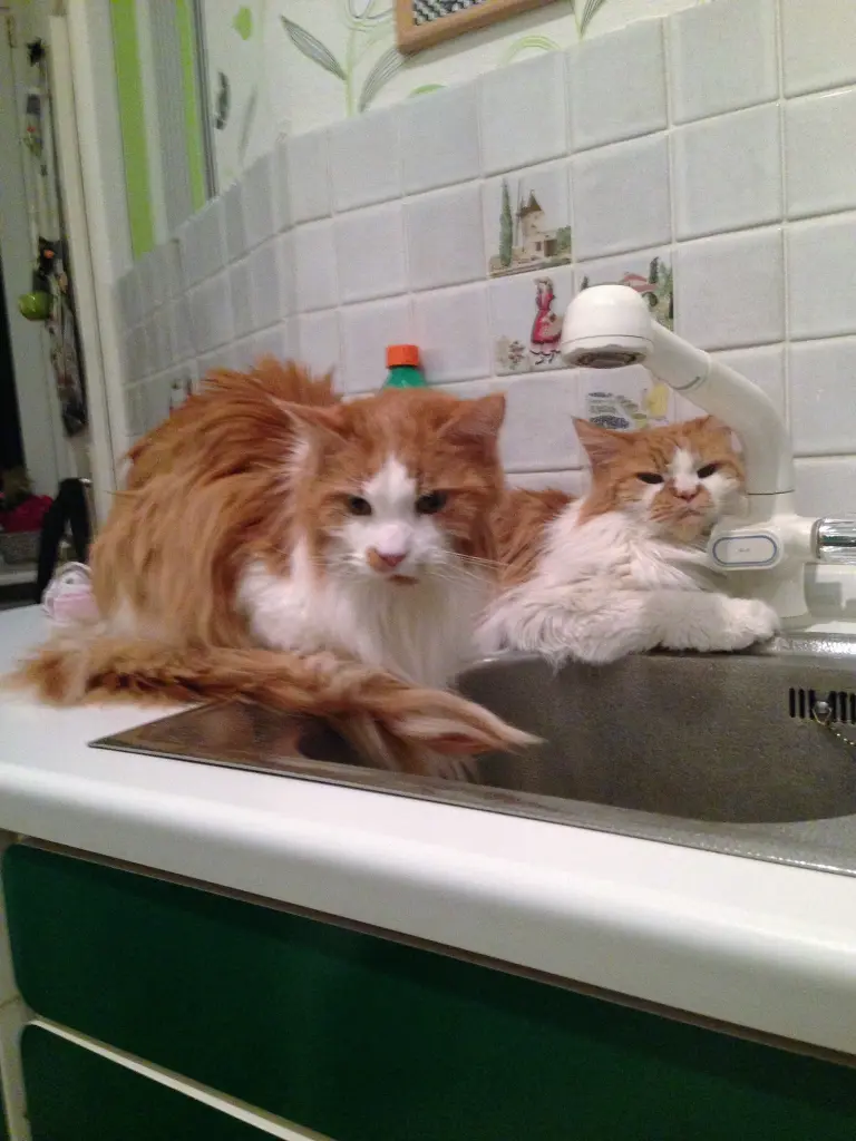 Image from Garfield