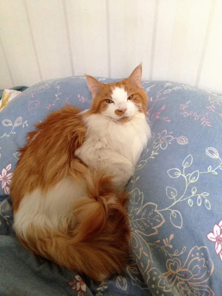 Image from Garfield