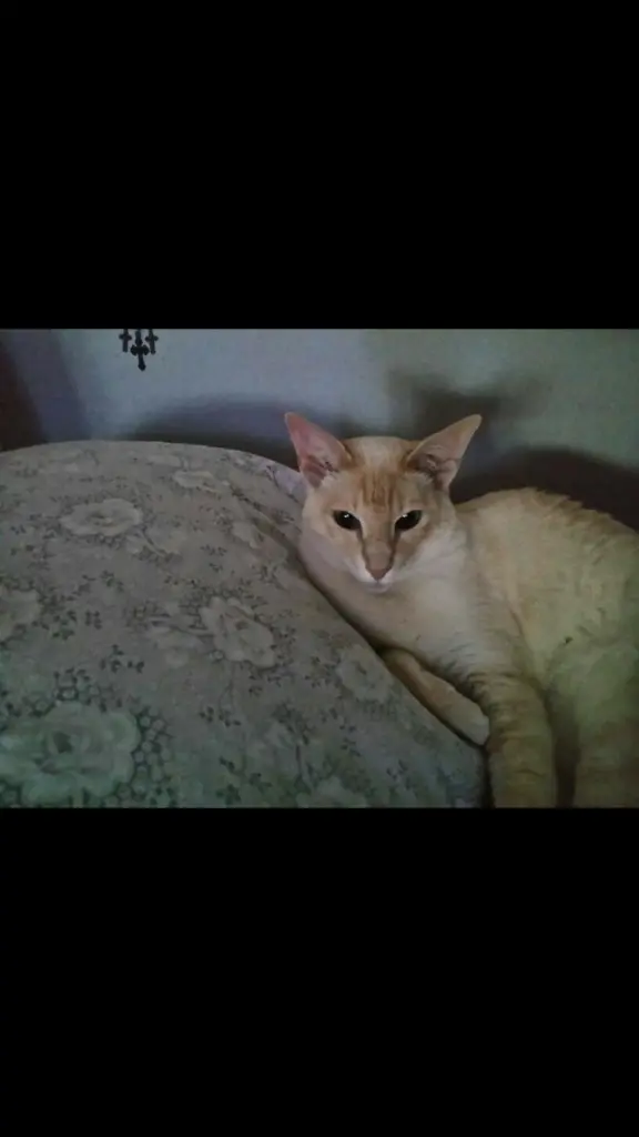 Condolence image of Kira 