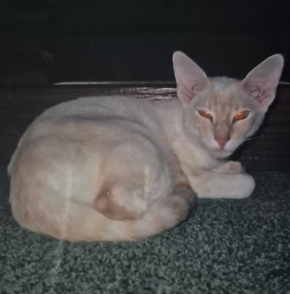 Condolence image of Gisela