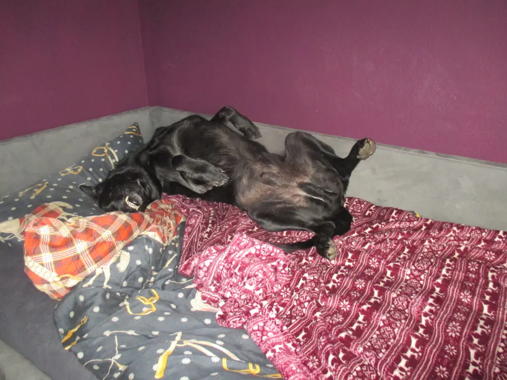 Image from Gismo