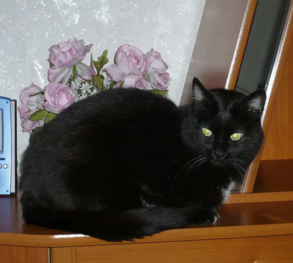 Image from Smokie