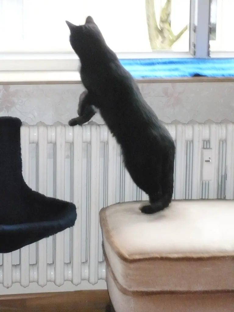 Image from Smokie