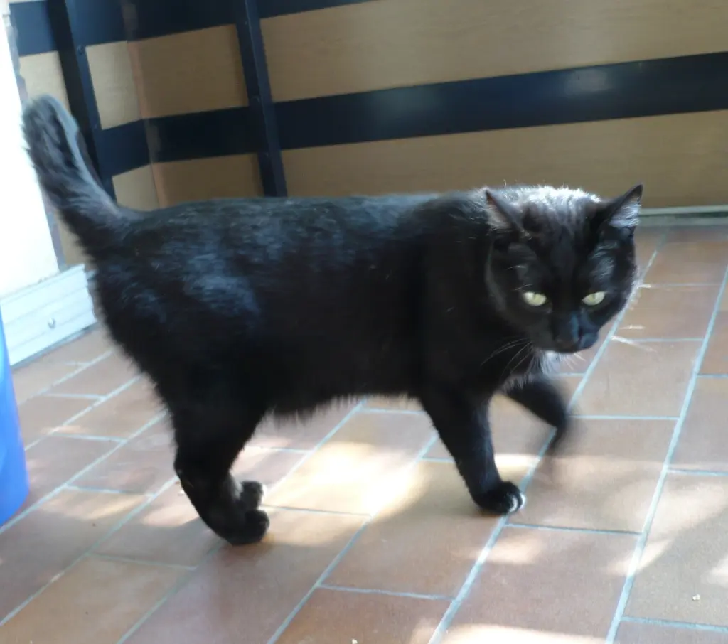 Image from Smokie