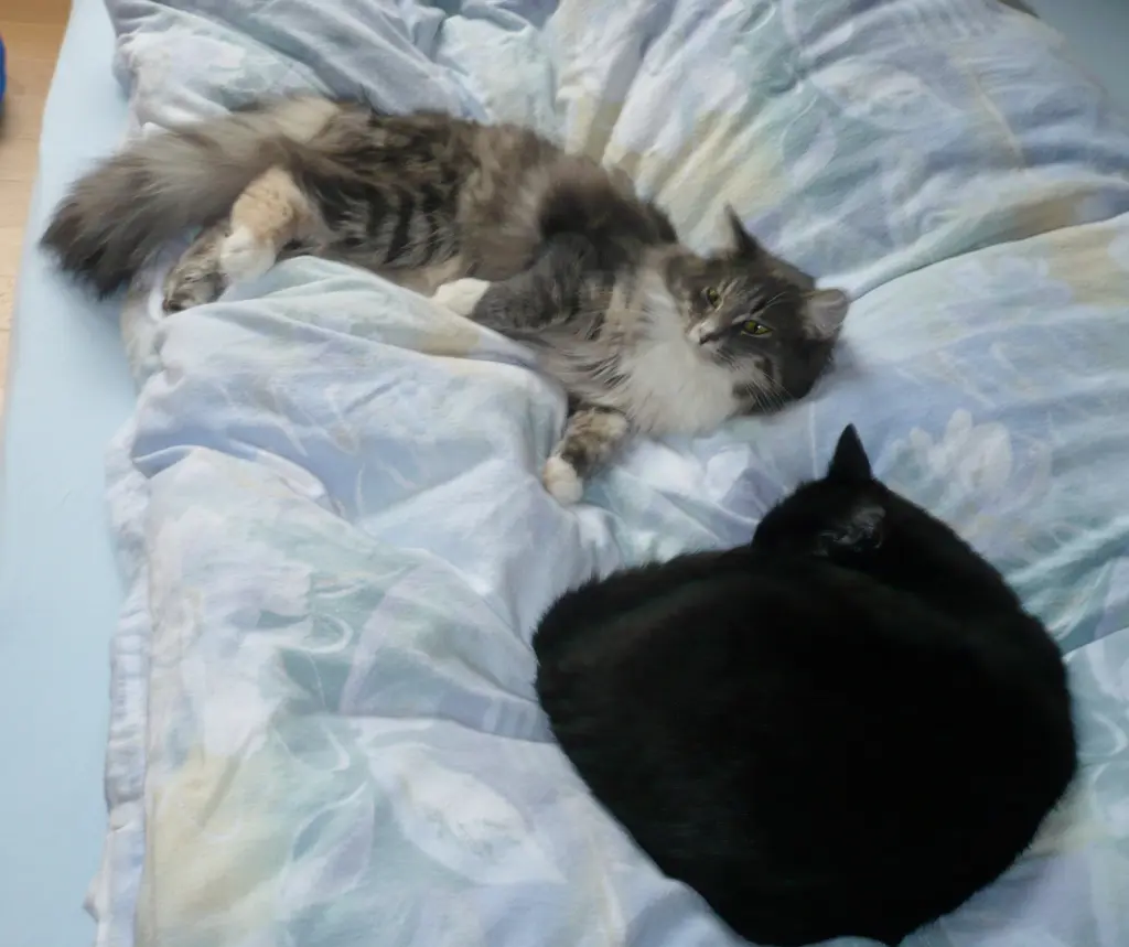 Image from Smokie