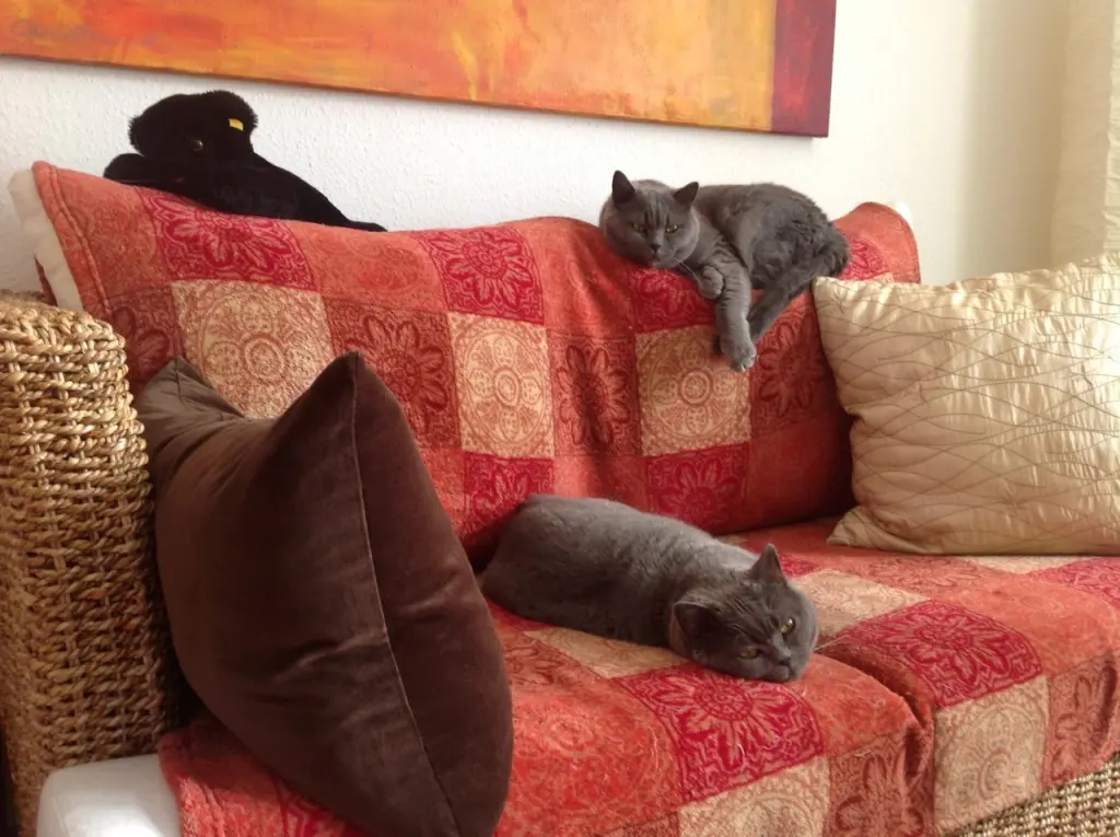 Condolence image of Dodo & Thomas mit Miri ❤️ und Snoopy ❤️