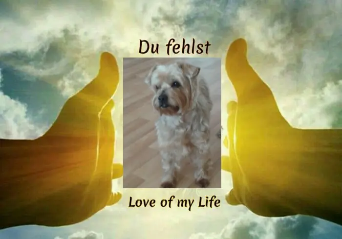 Condolence image of Für Dich❤
