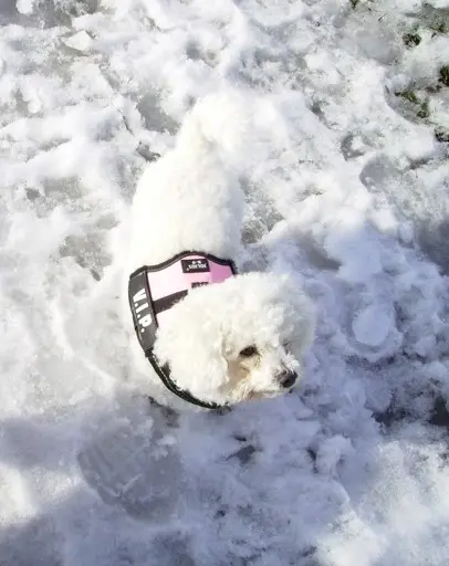 Condolence image of Gaby mit Snowy im Herzen 