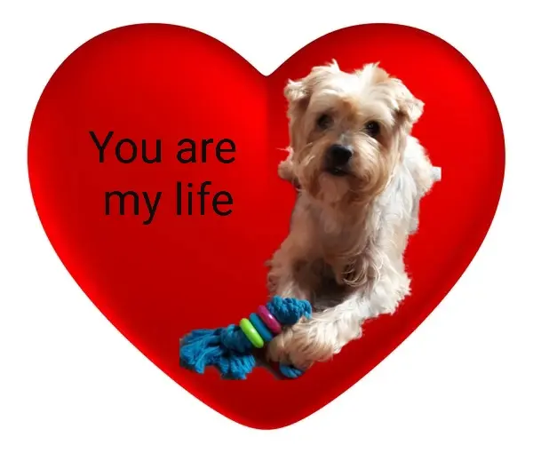 Condolence image of Sonntag, 13 Wochen ohne Dich Jackuś ❤