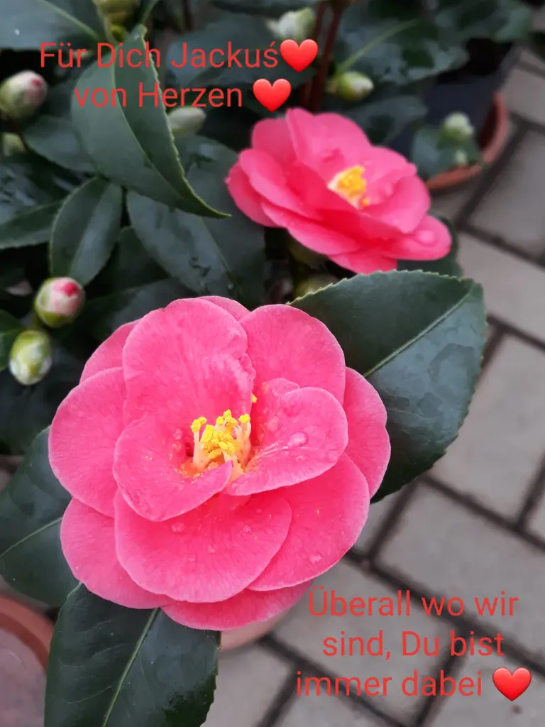 Condolence image of ❤Zawsze i wszędzie razem❤