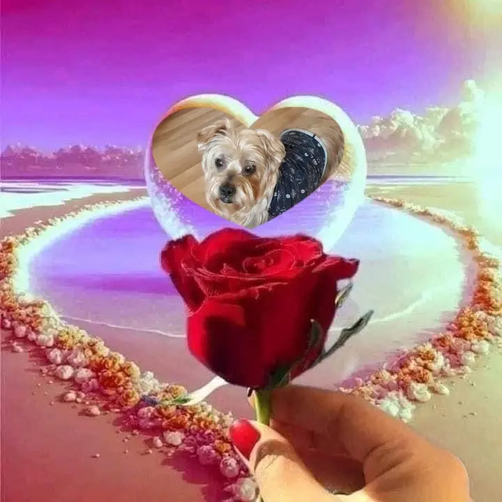 Condolence image of Rosen❤❤❤❤❤❤❤fur Jackilein❤