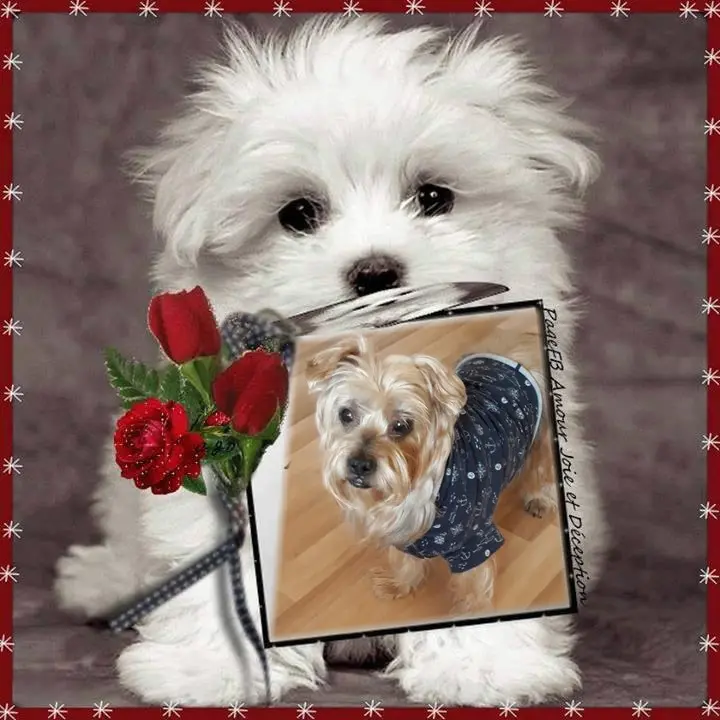 Condolence image of Sobotnie❤️Różyczki❤️❤️❤️❤️dla Jackusia❤️