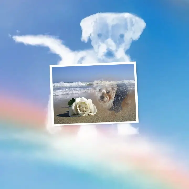 Condolence image of 15 Wochen......Ohne Dich❤️