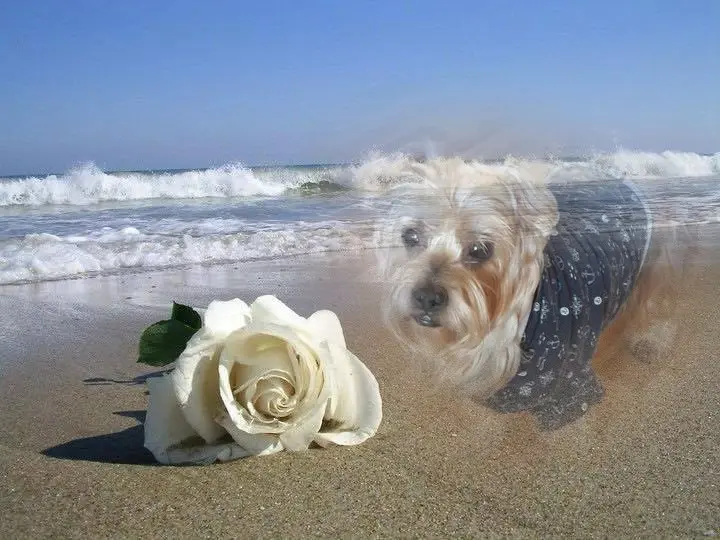 Condolence image of 15 Tygodni......❤️