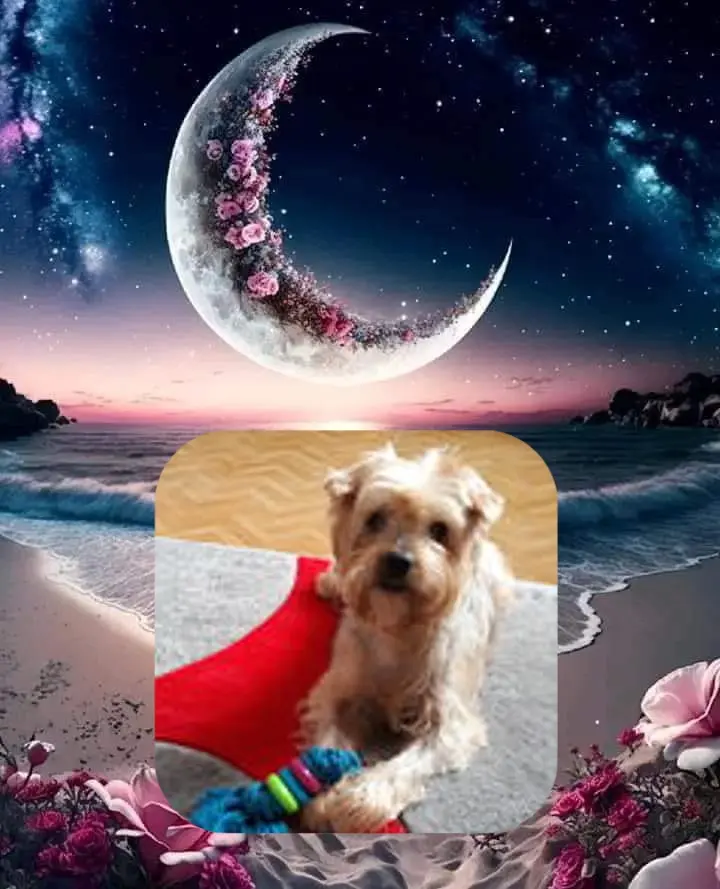 Condolence image of ❤️❤️❤️❤️❤️❤️❤️❤️❤️❤️❤️❤️