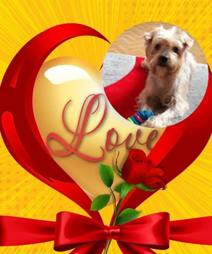 Condolence image of ❤️❤️❤️❤️❤️❤️❤️❤️❤️❤️❤️❤️