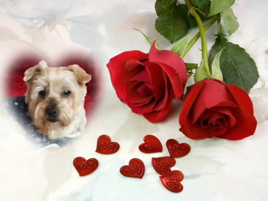 Condolence image of Dzień Dobry❤️❤️❤️Jackusiu❤️❤️❤️