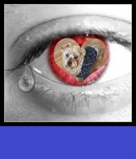 Condolence image of ❤️❤️❤️❤️❤️❤️❤️❤️❤️❤️❤️❤️