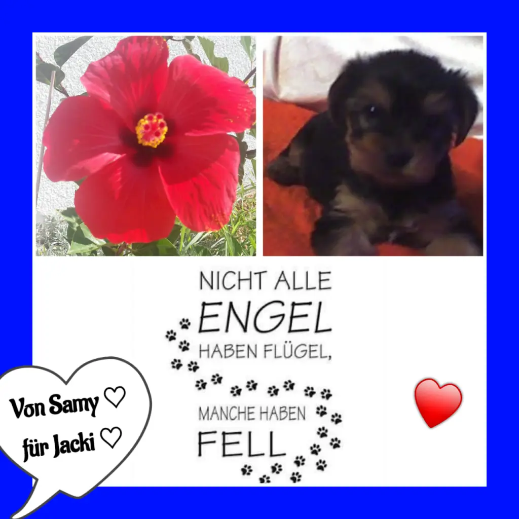 Condolence image of Martina mit Seelenhund Samy ♥️⭐♥️