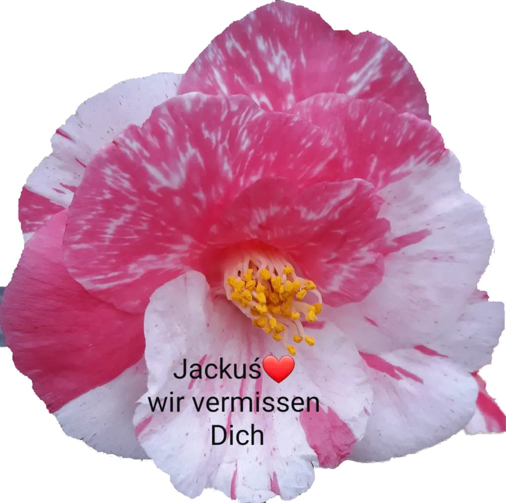 Condolence image of Für Dich Jackuś❤