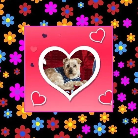 Condolence image of Dobrej Nocki❤️❤️❤️Jackusiu❤️