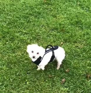 Condolence image of Gaby mit Snowy im Herzen