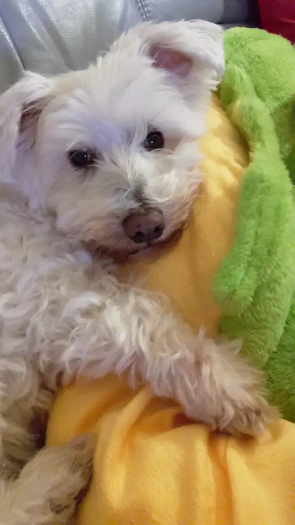 Condolence image of Martina mit Seelenhund Samy ♥️⭐♥️ für immer im Herzen