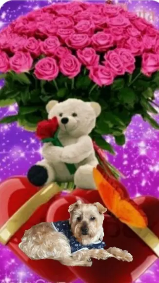 Condolence image of Sonntag, 17 Wochen ohne Dich Jackuś❤