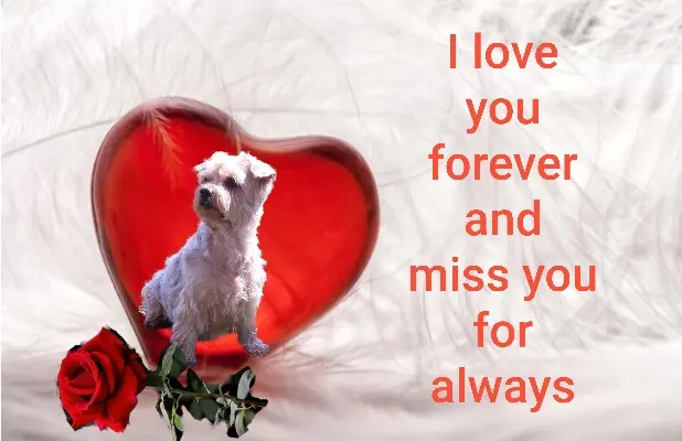 Condolence image of Ewa