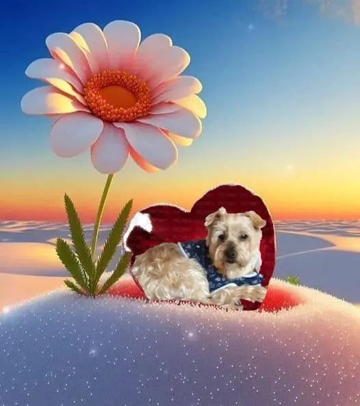 Condolence image of Dobrej Nocki❤️❤️❤️Jackusiu❤️