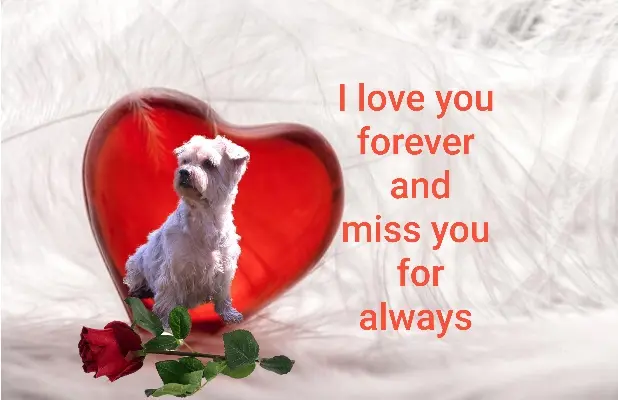 Condolence image of Ewa