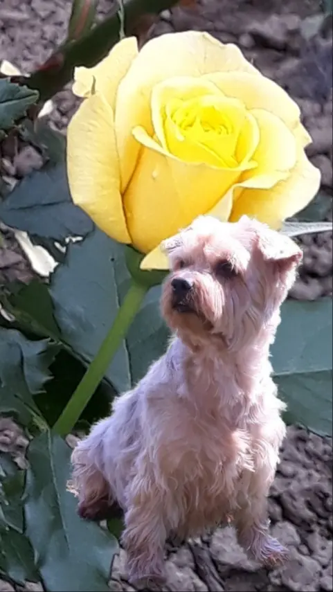 Condolence image of Ewa