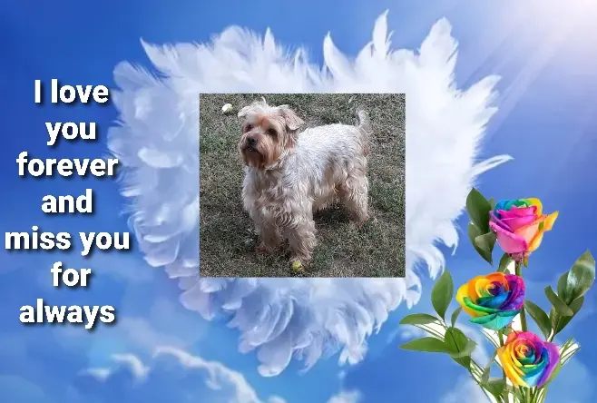 Condolence image of Ewa 