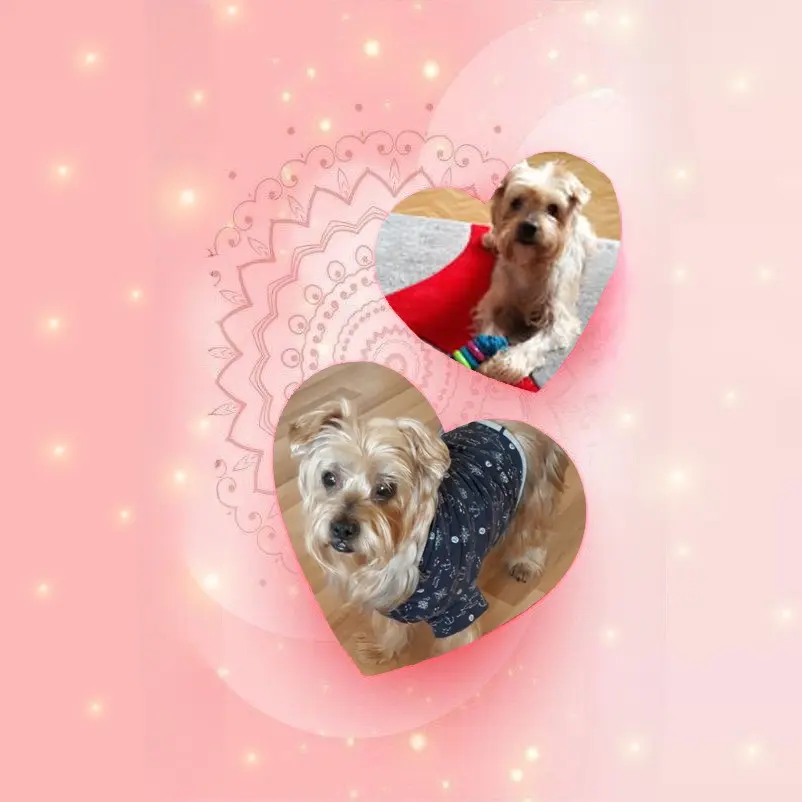 Condolence image of ❤️❤️❤️❤️❤️❤️❤️❤️❤️❤️❤️❤️