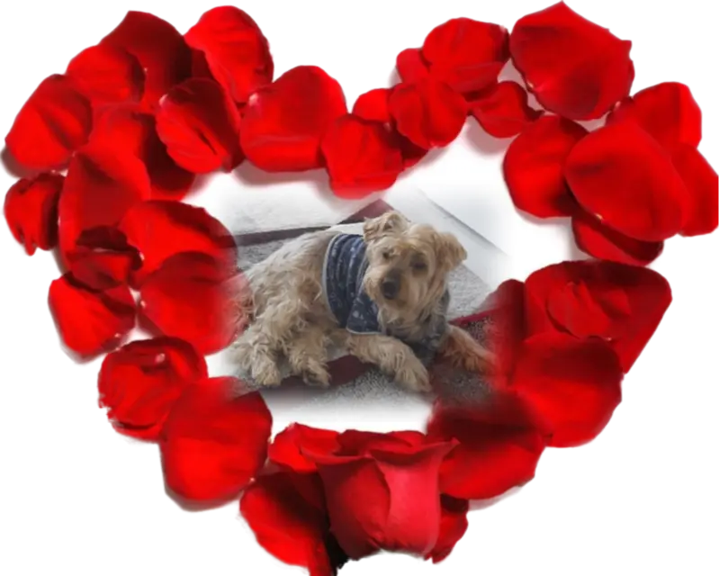 Condolence image of ⭐Gute Nacht Jackuś❤⭐