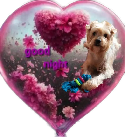 Condolence image of ⭐Gute Nacht Jackusiu❤⭐