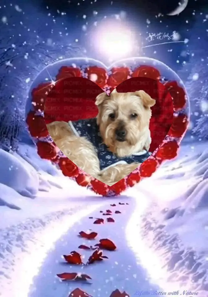 Condolence image of Dobrej Nocki❤️❤️❤️Jackusiu❤️