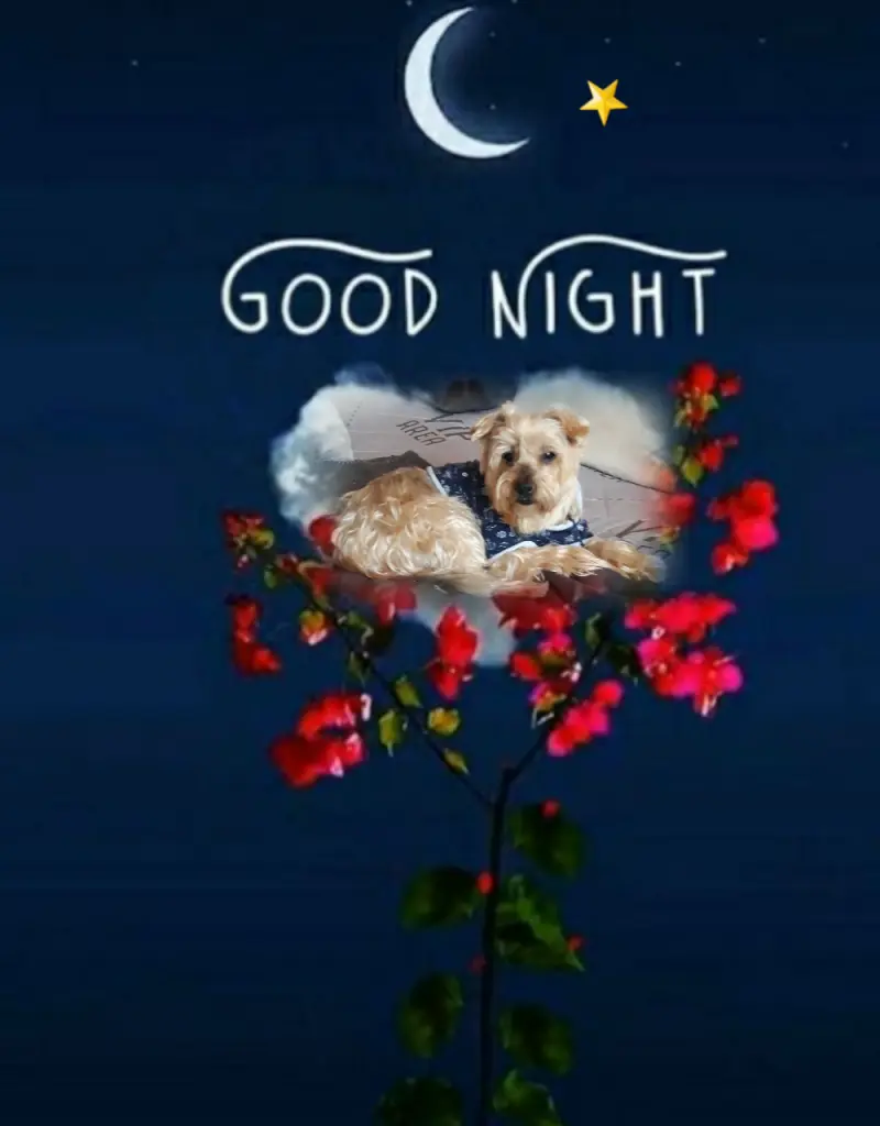 Condolence image of ⭐Gute Nacht Jackuś❤⭐