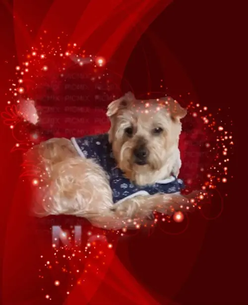 Condolence image of Dobry Wieczór❤️❤️❤️Jackusiu❤️