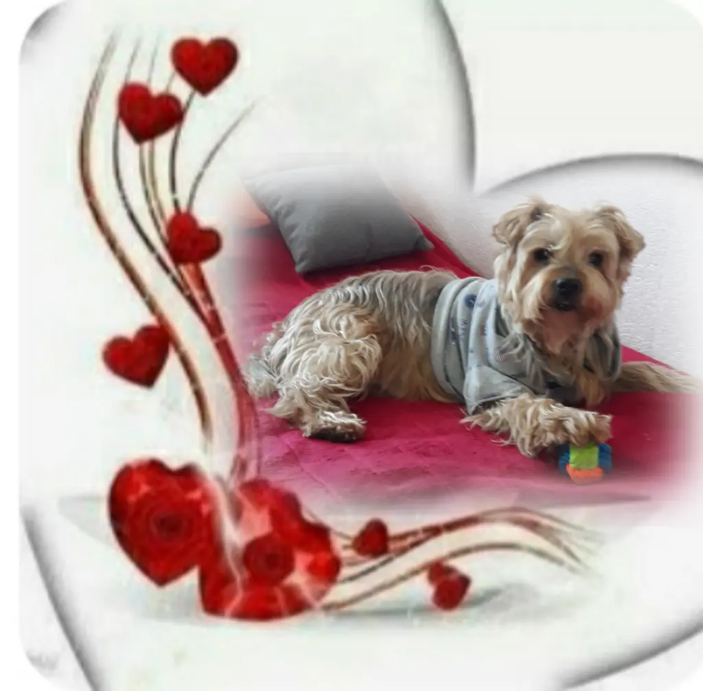 Condolence image of Ewa